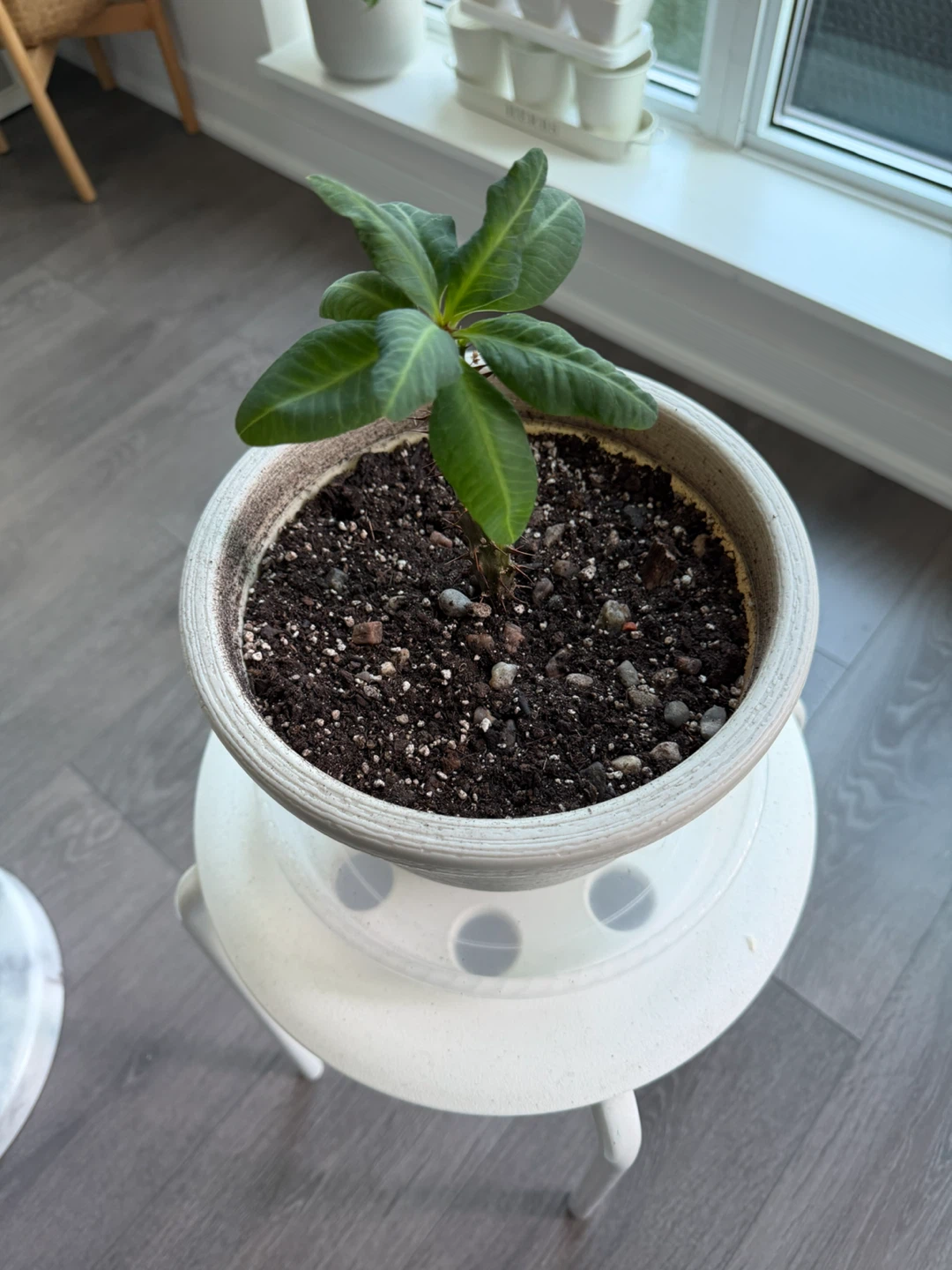 Potted Cactus Plant - photo 2