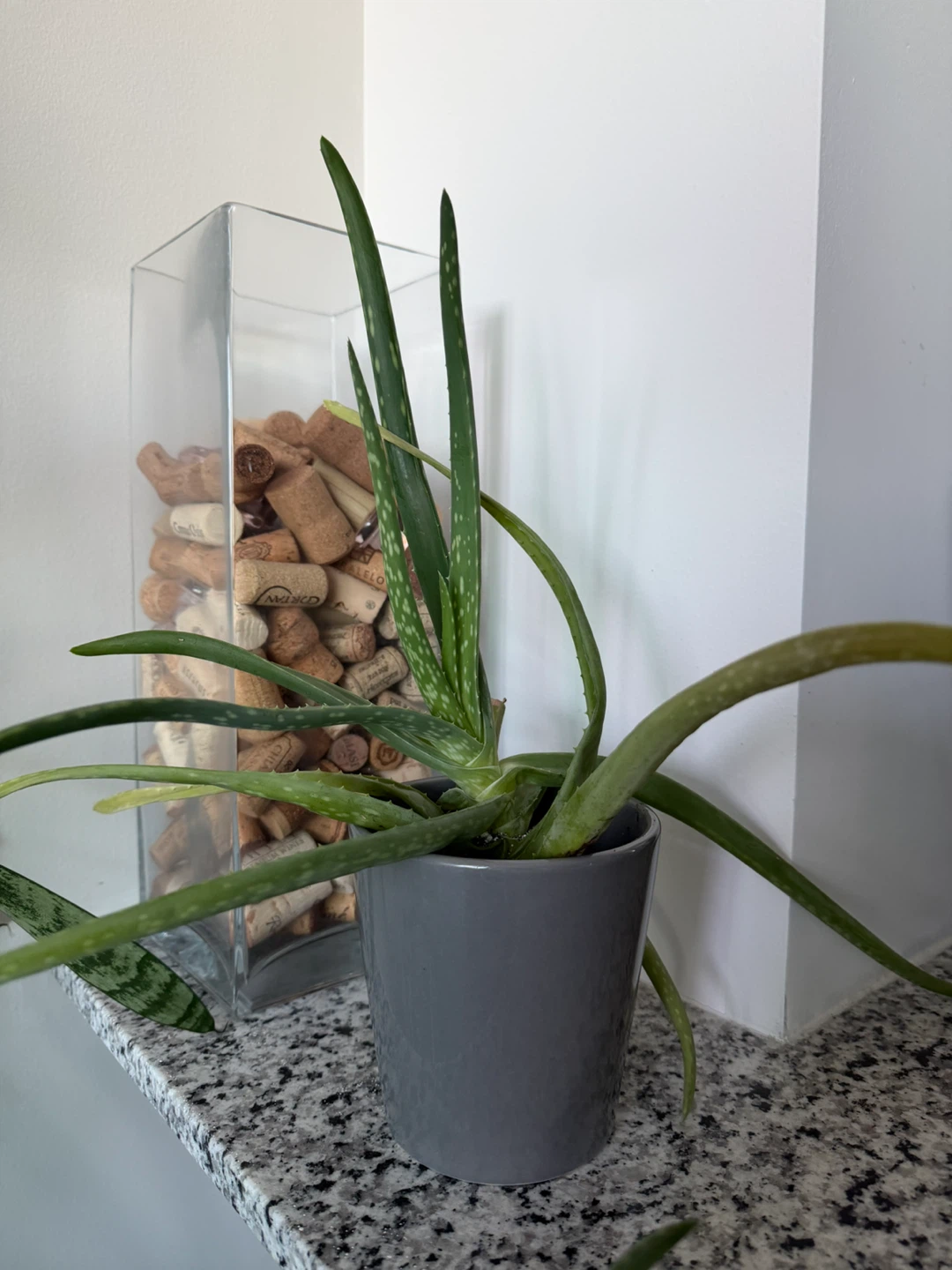 Aloe Vera Plant