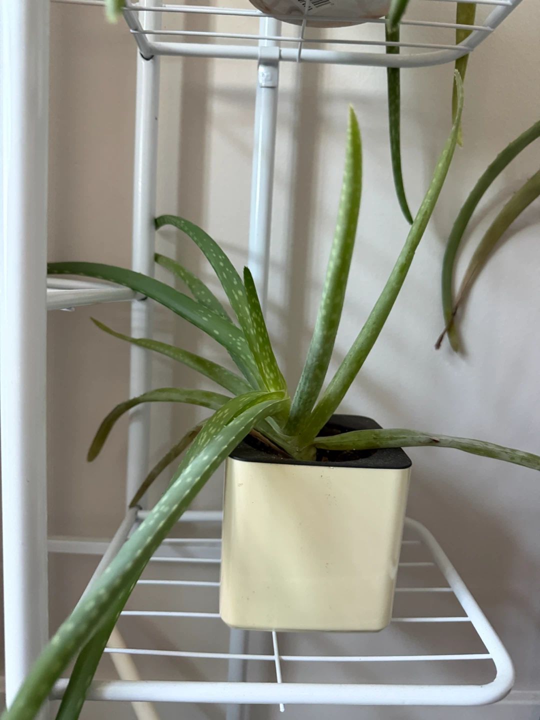 Aloe Vera Plant - photo 2