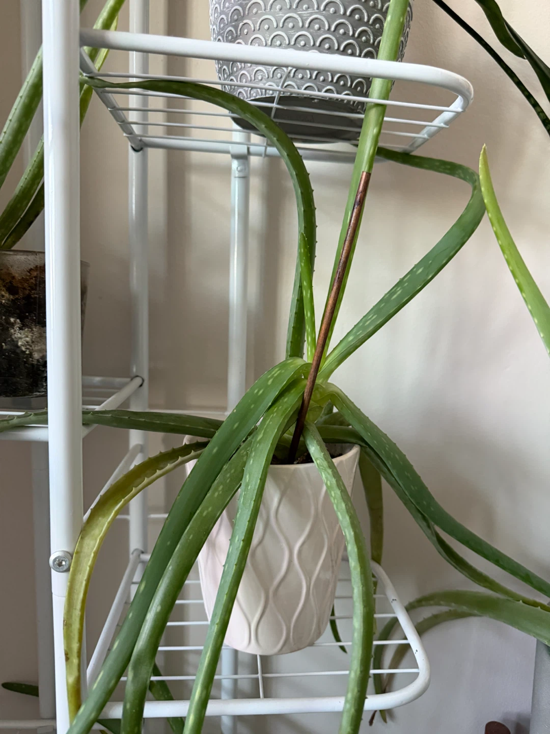 Aloe Vera Plant - photo 3