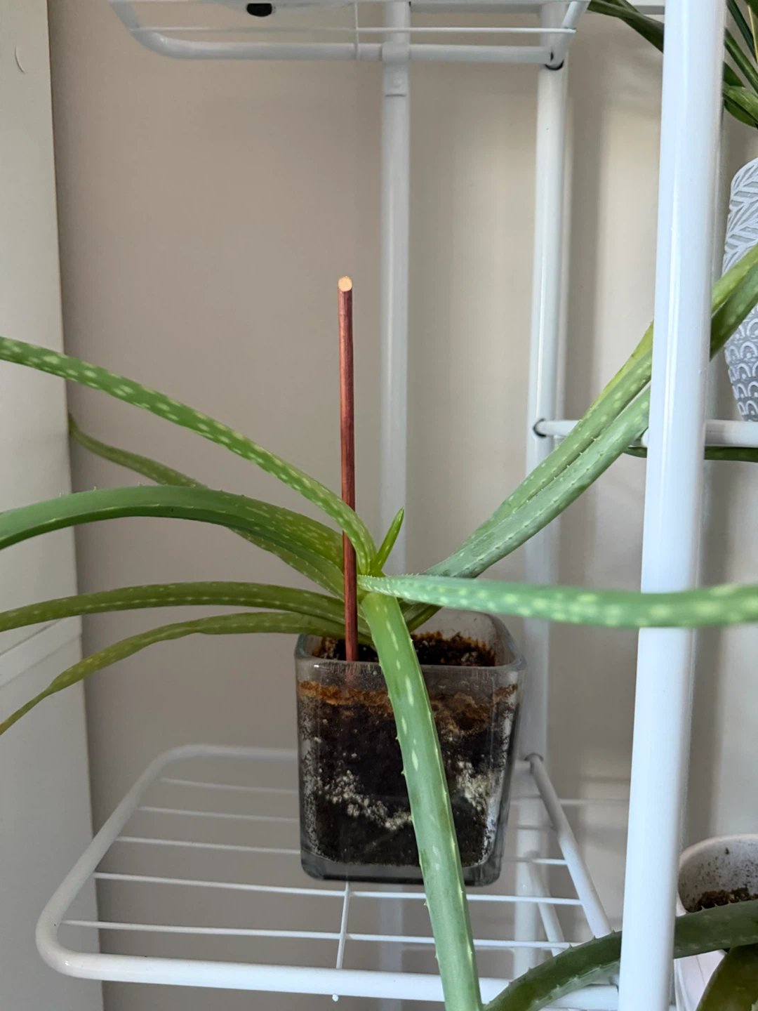 Aloe Vera Plant - photo 4