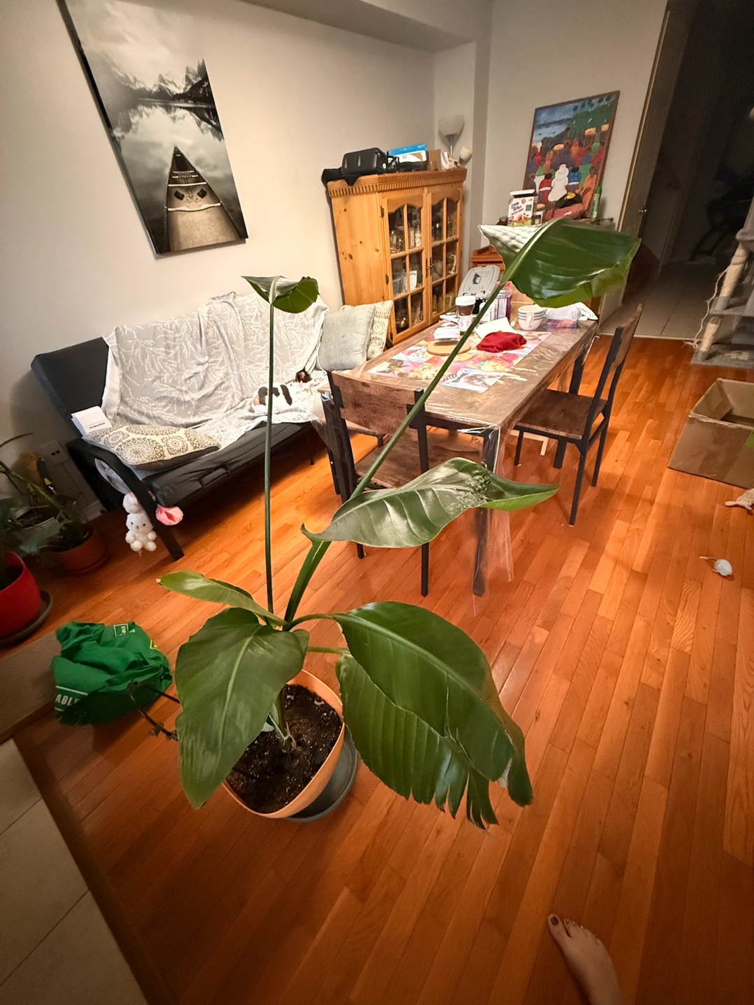 Bird of Paradise Plant