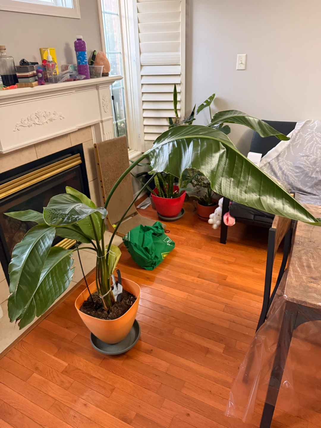 Bird of Paradise Plant - photo 2