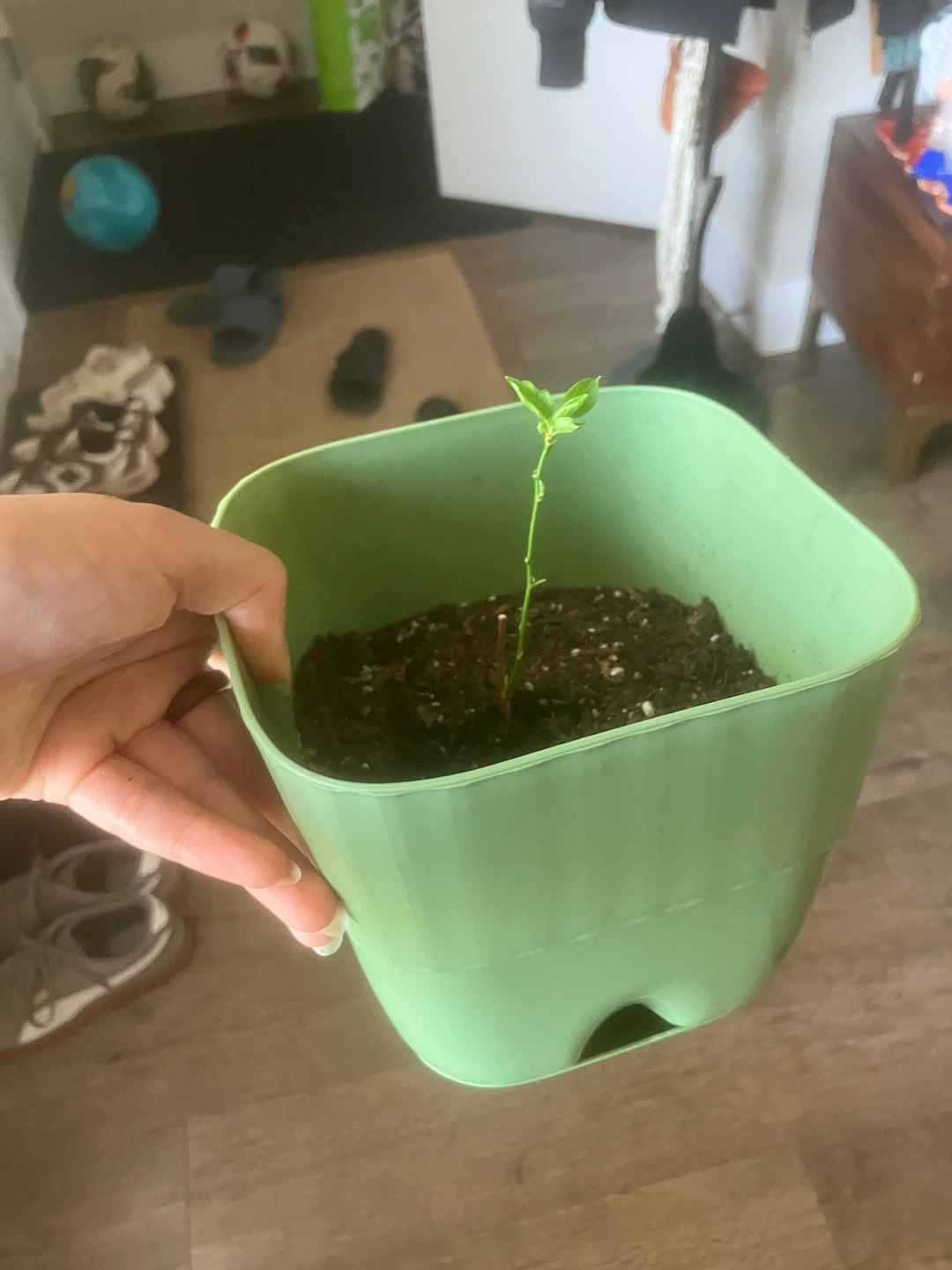 Apricot plant grown from farmers market seed in Green Pot