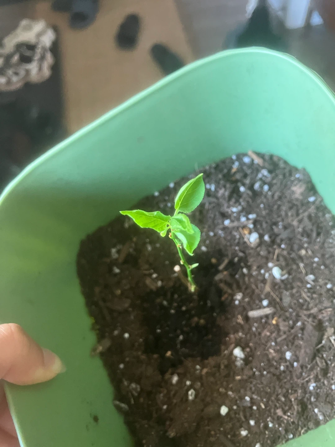 Apricot plant grown from farmers market seed in Green Pot - photo 2