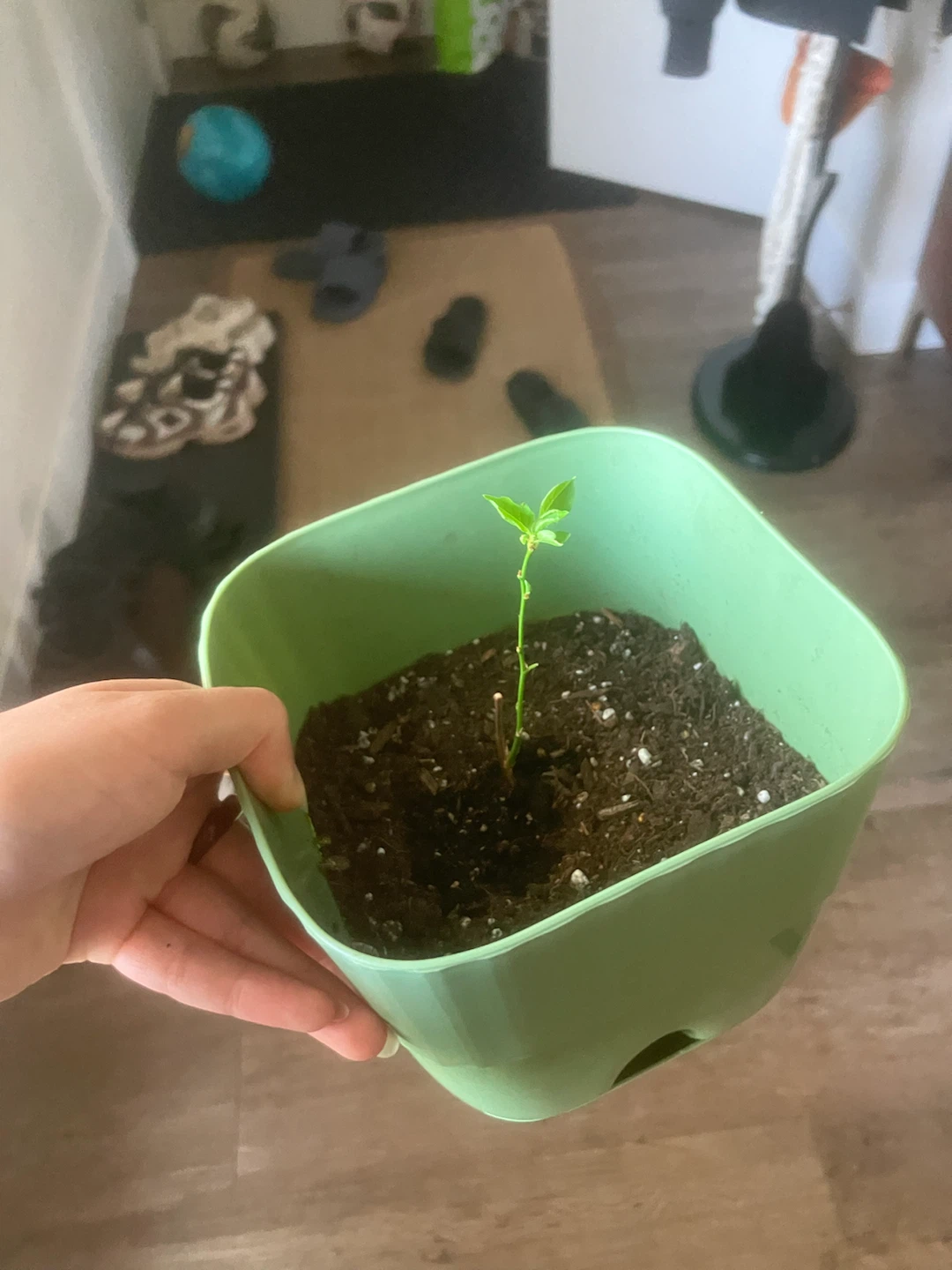 Apricot plant grown from farmers market seed in Green Pot - photo 3