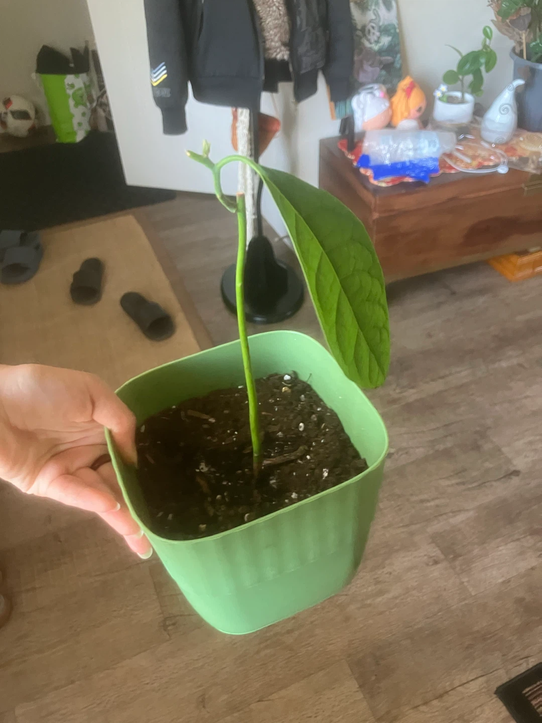 Avocado Plant in Green Pot