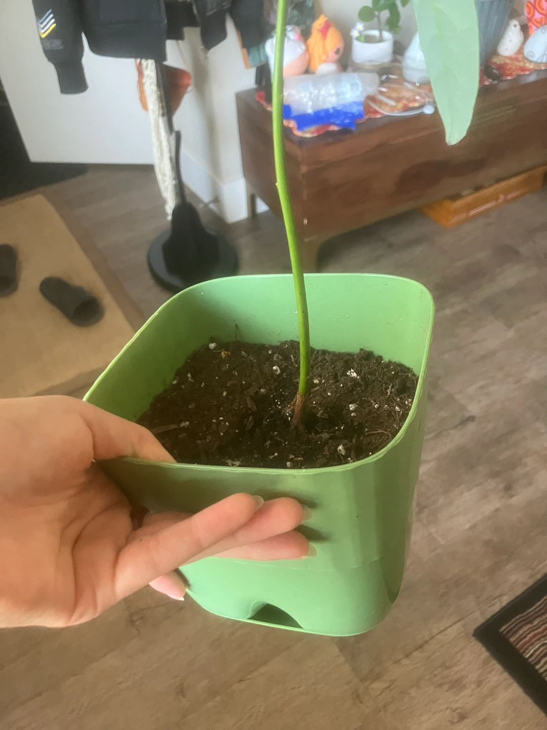 Avocado Plant in Green Pot - photo 2