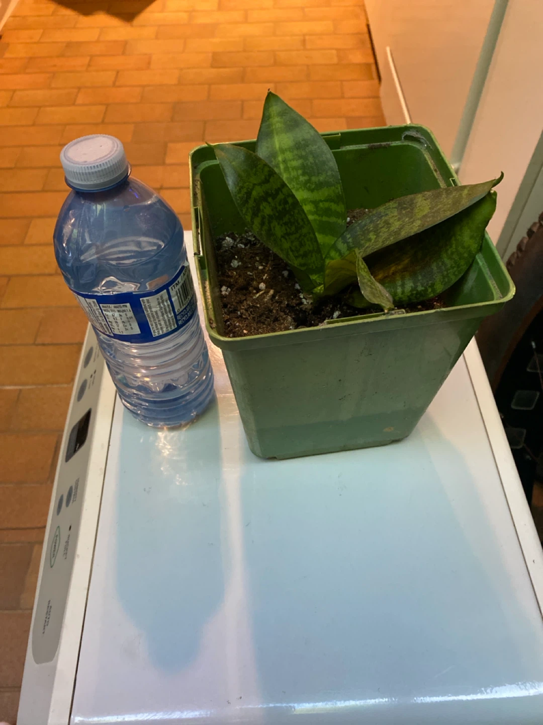 Snake Plant