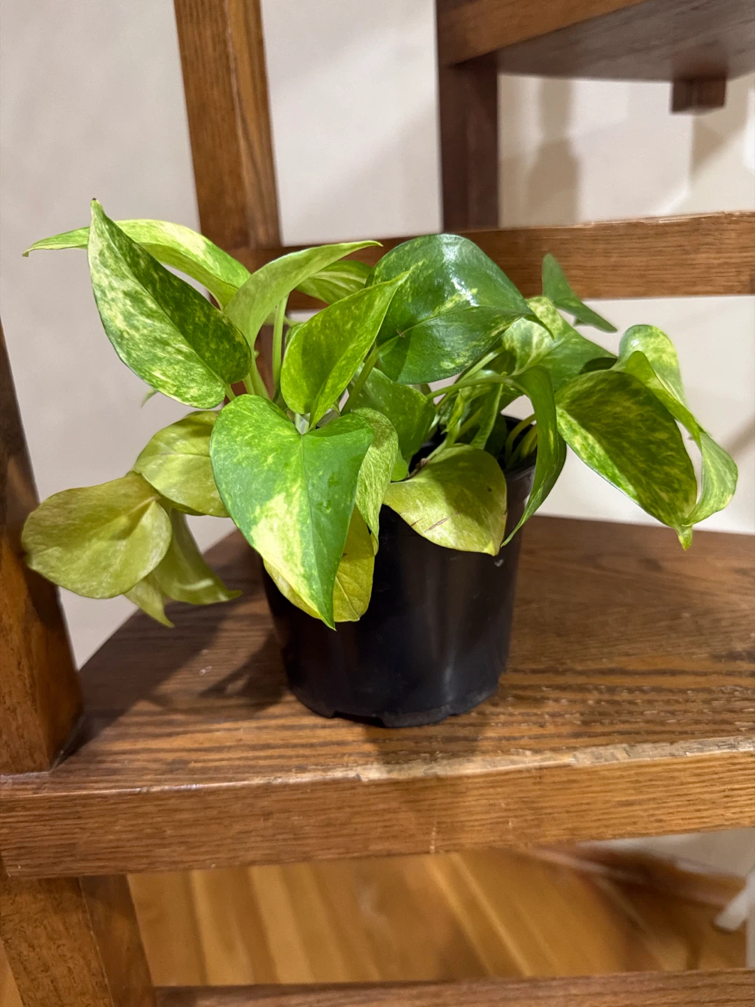 Pothos Plant in Black Pot