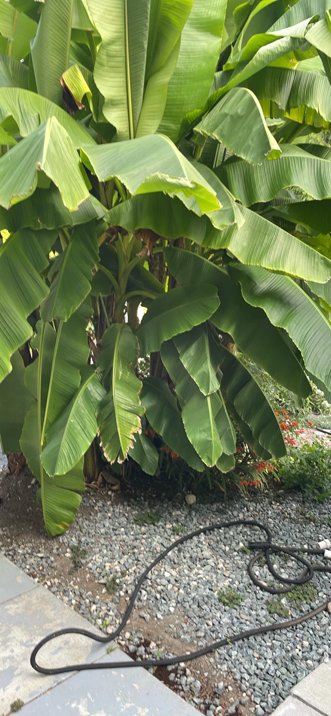 Banana leaves