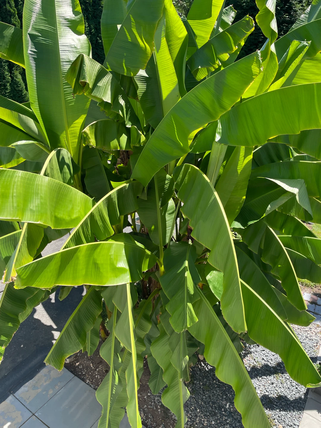Banana leaves - photo 2
