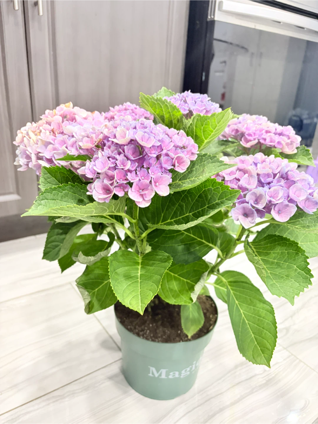 💜💙 Beautiful Violet & Blue Hydrangea Plant 💙💜