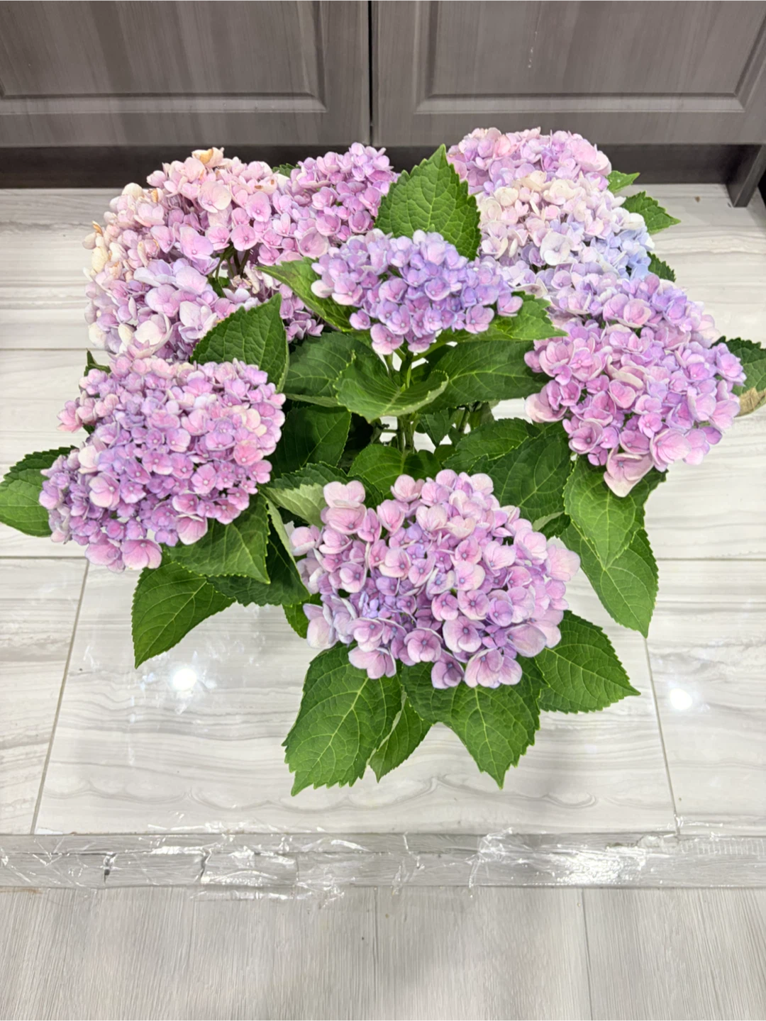 💜💙 Beautiful Violet & Blue Hydrangea Plant 💙💜 - photo 2