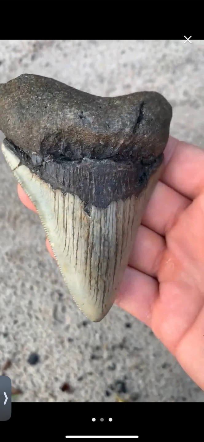Authentic Megalodon Tooth - 4.07 inches - Real Otodus Megalodon