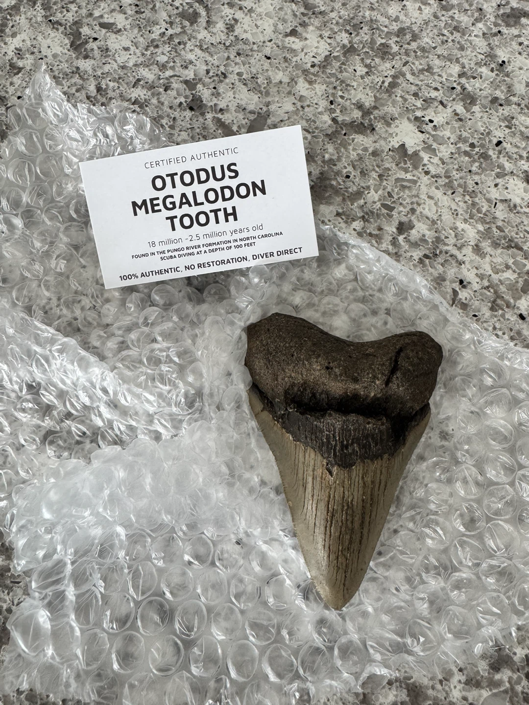 Authentic Megalodon Tooth - 4.07 inches - Real Otodus Megalodon - photo 2