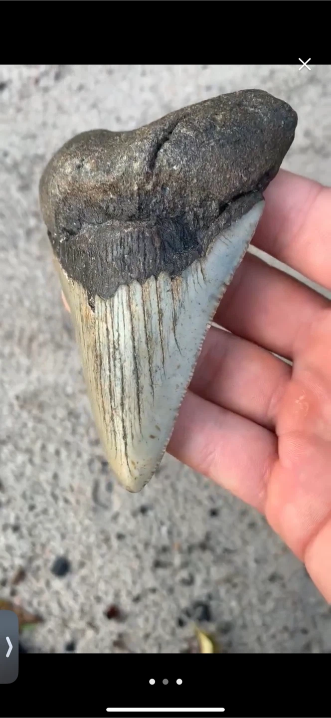 Authentic Megalodon Tooth - 4.07 inches - Real Otodus Megalodon - photo 3