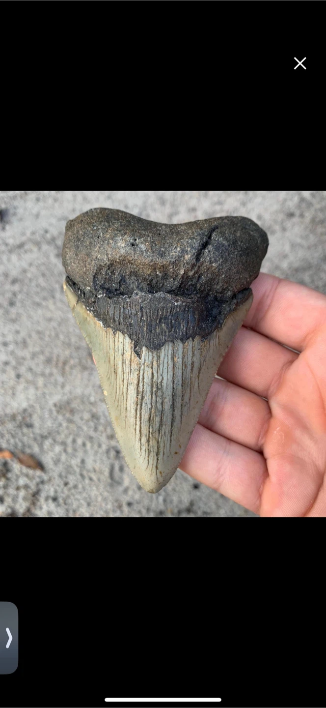 Authentic Megalodon Tooth - 4.07 inches - Real Otodus Megalodon - photo 4