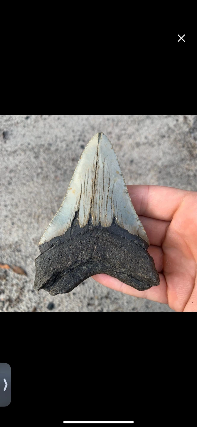 Authentic Megalodon Tooth - 4.07 inches - Real Otodus Megalodon - photo 5