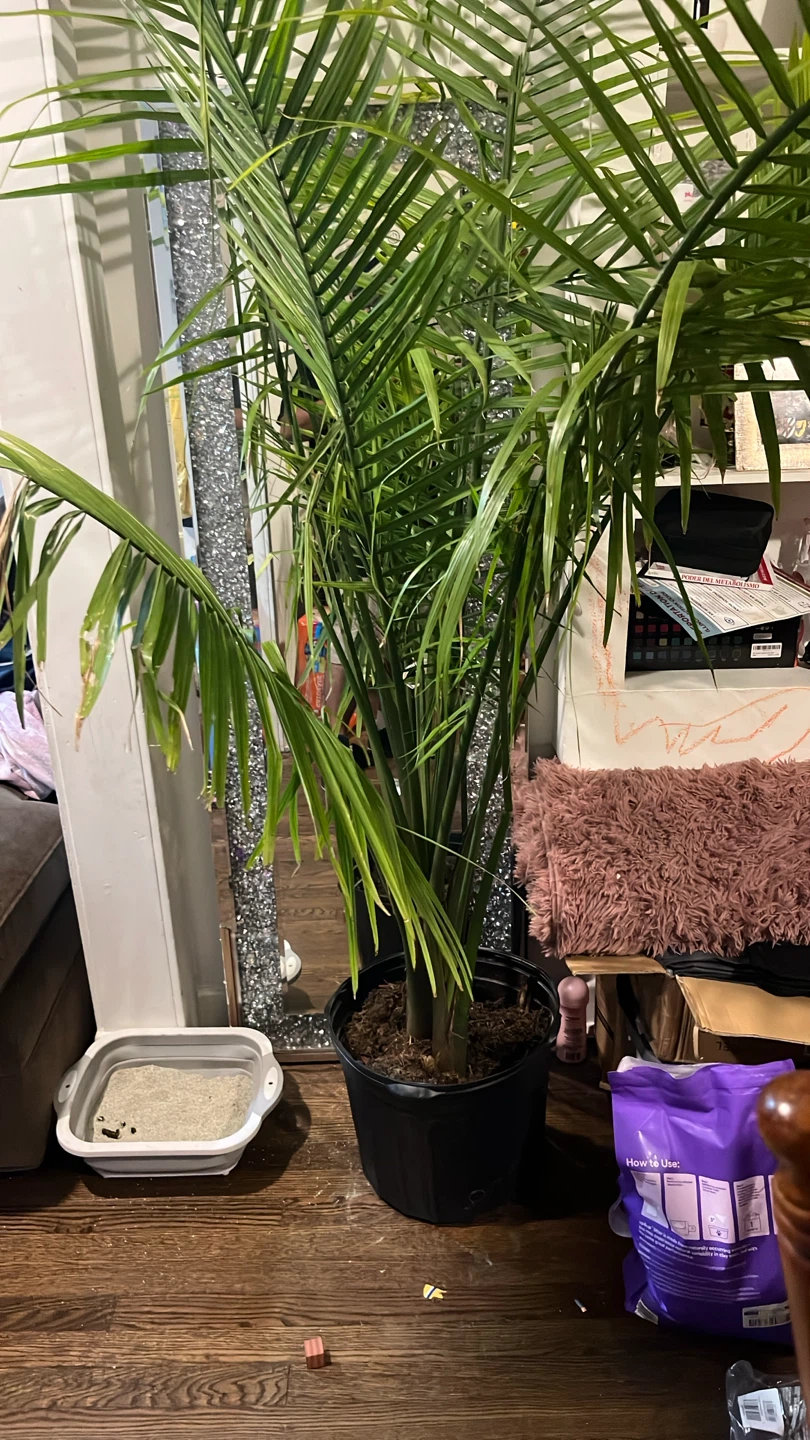 Large Areca Palm Plant in Black Pot