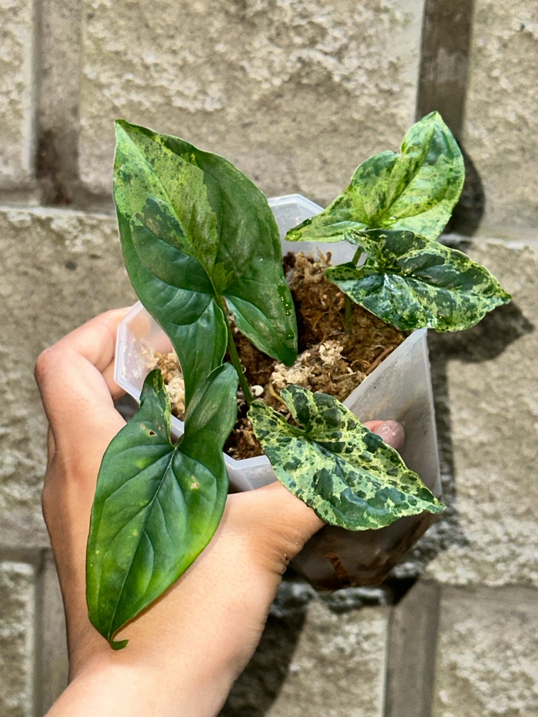 Syngonium Mottled Plant