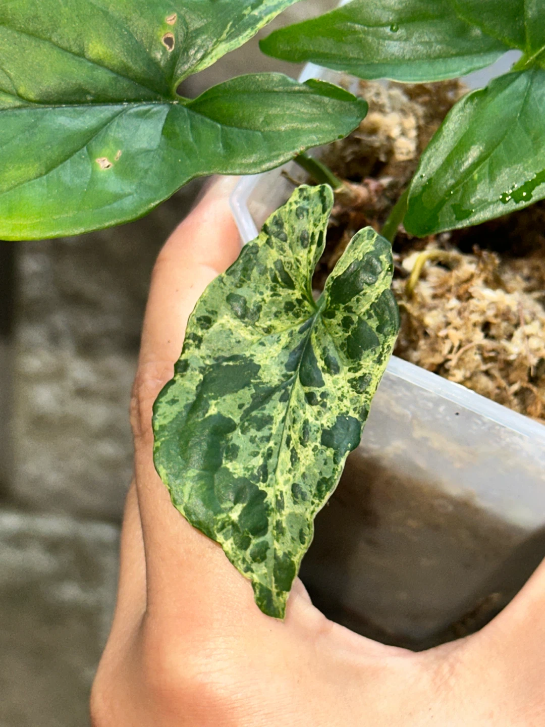 Syngonium Mottled Plant - photo 2