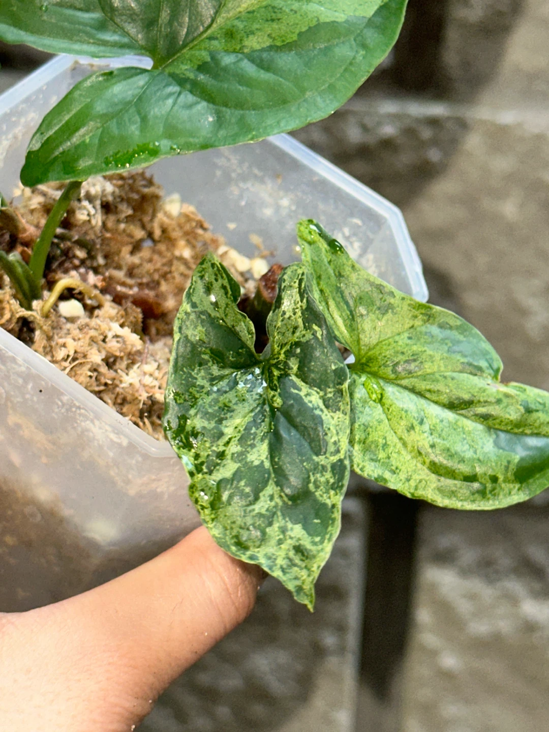 Syngonium Mottled Plant - photo 3