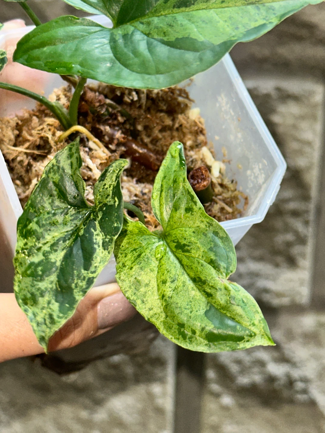 Syngonium Mottled Plant - photo 4