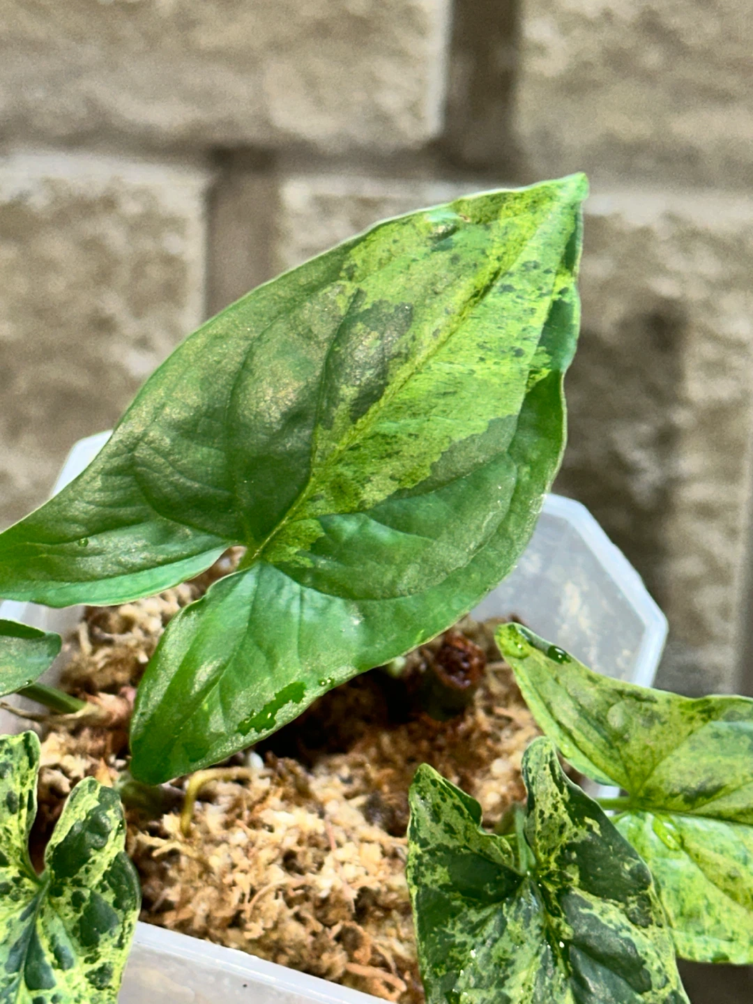 Syngonium Mottled Plant - photo 5