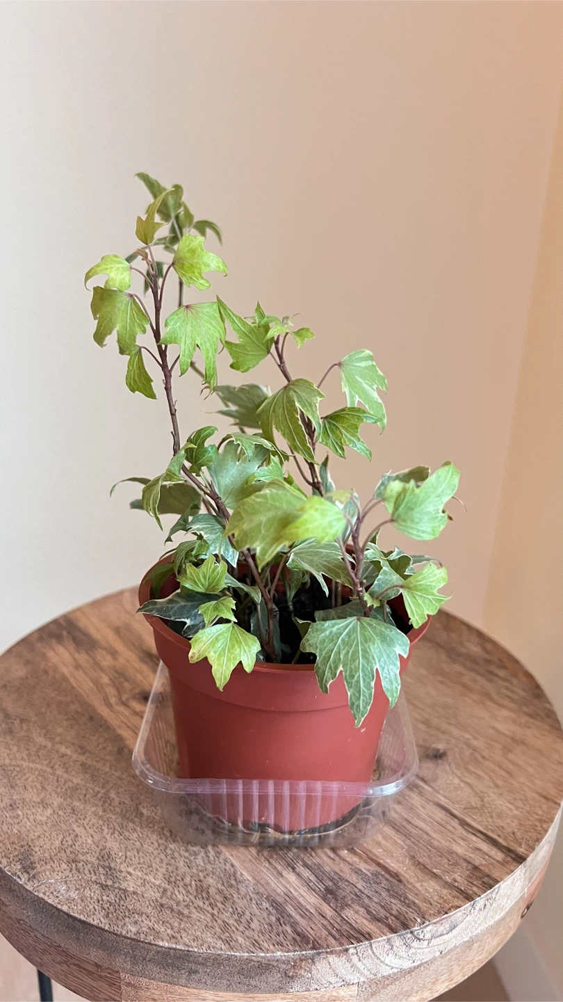 Potted English Ivy Plant