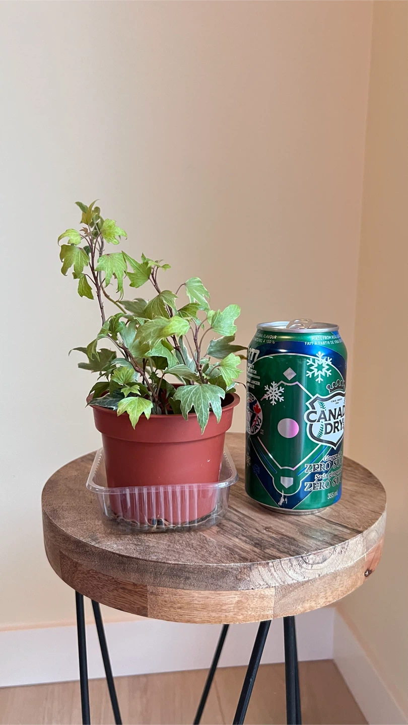 Potted English Ivy Plant - photo 2