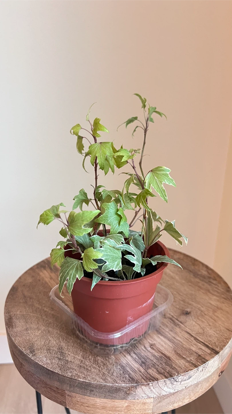 Potted English Ivy Plant - photo 3