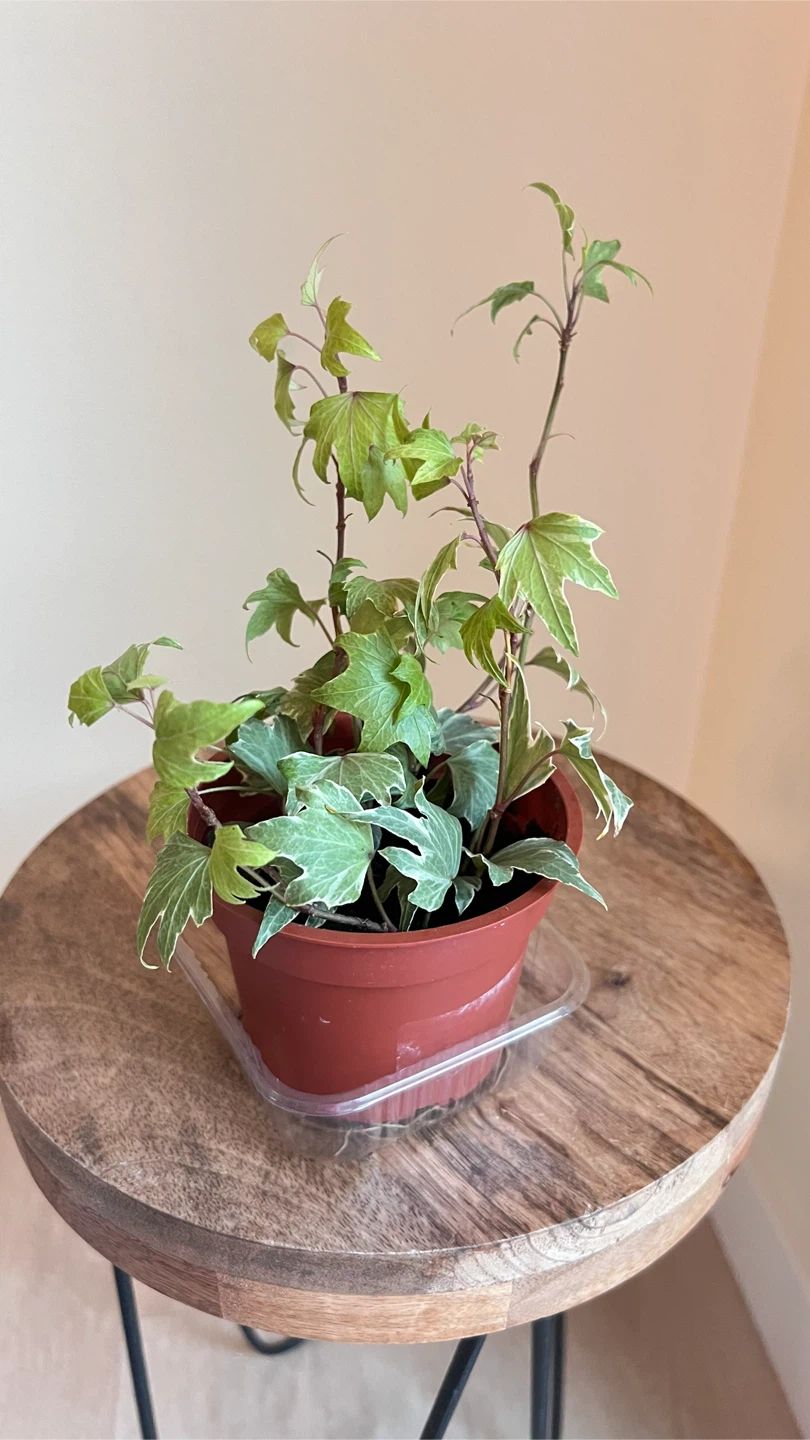 Potted English Ivy Plant - photo 4