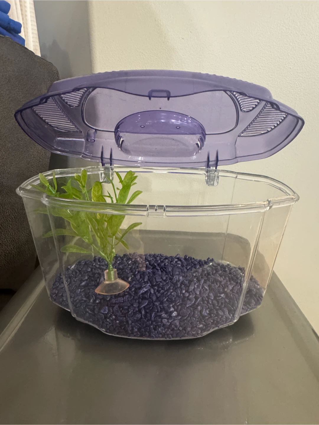 Fish Tank Aquarium