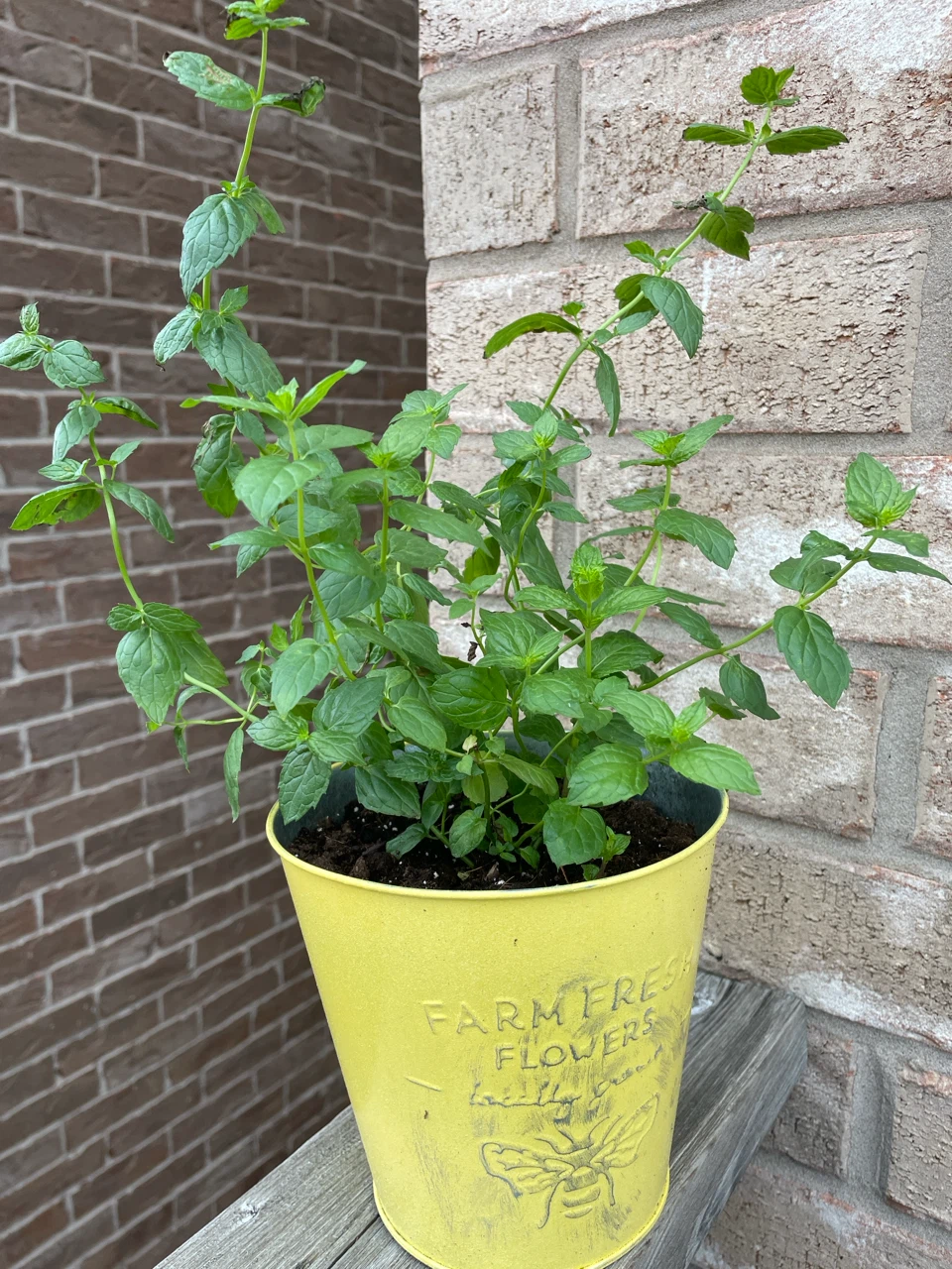 Mint Plant in Decorative Pot