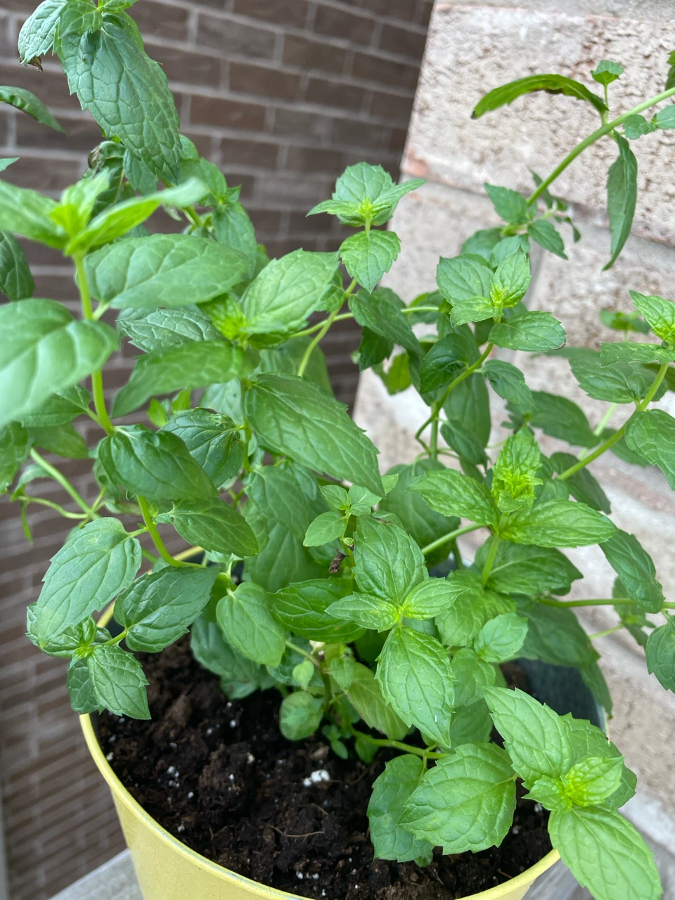 Mint Plant in Decorative Pot - photo 2