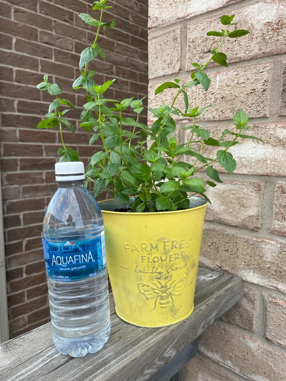 Mint Plant in Decorative Pot - photo 3