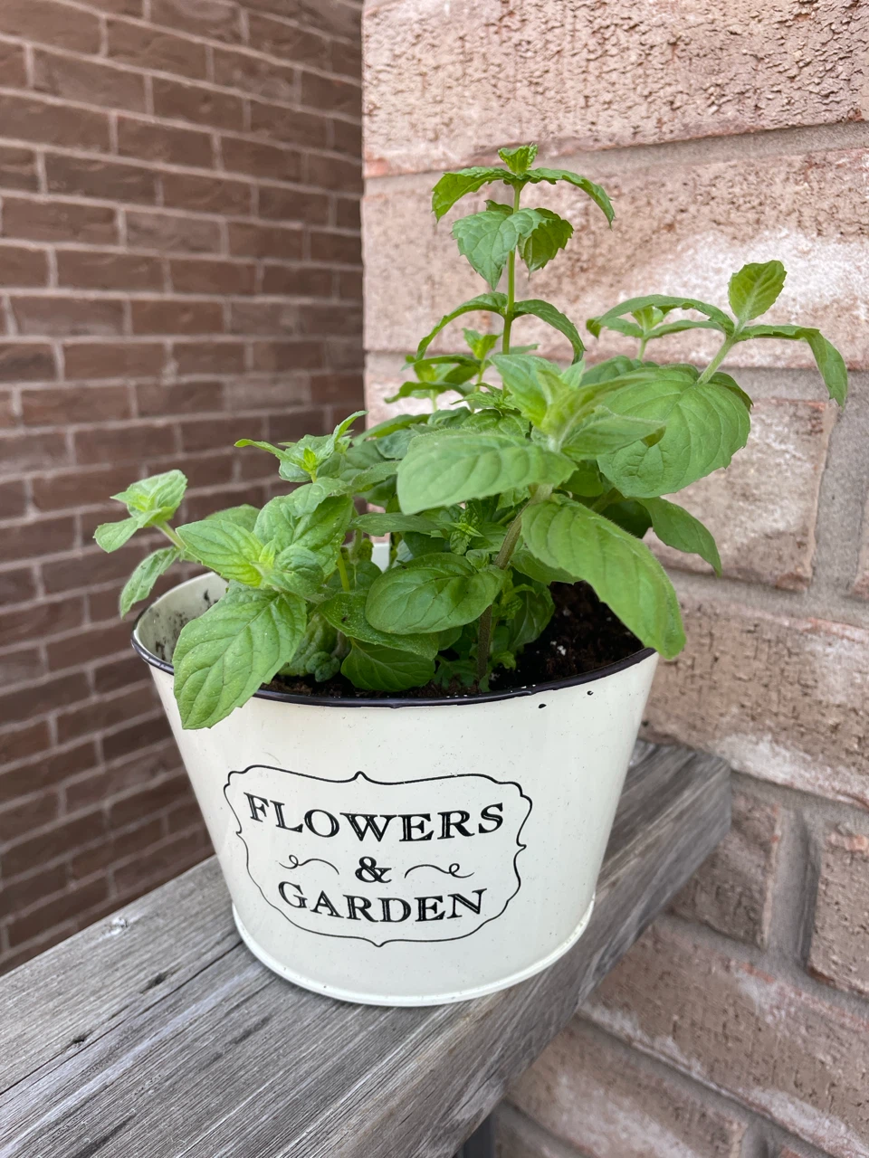 Mint Plant in Decorative Pot