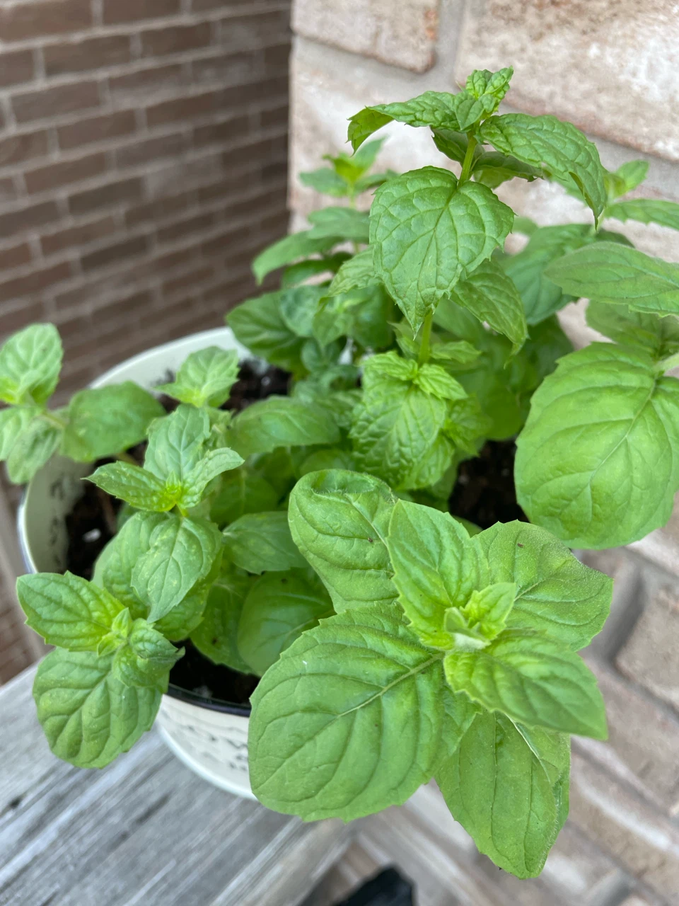Mint Plant in Decorative Pot - photo 2