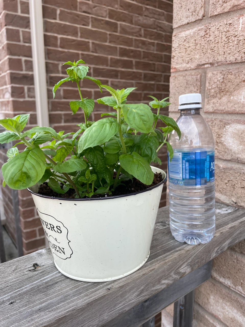 Mint Plant in Decorative Pot - photo 3