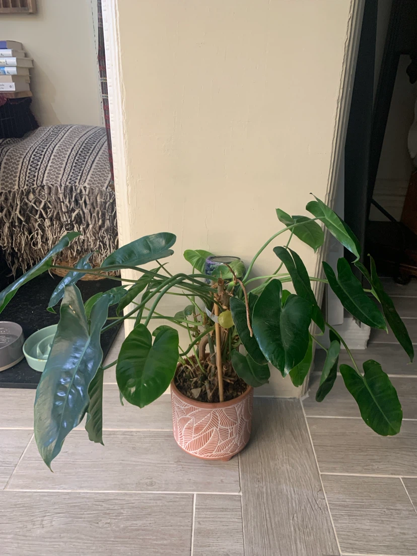 Beautiful healthy house plants - photo 5