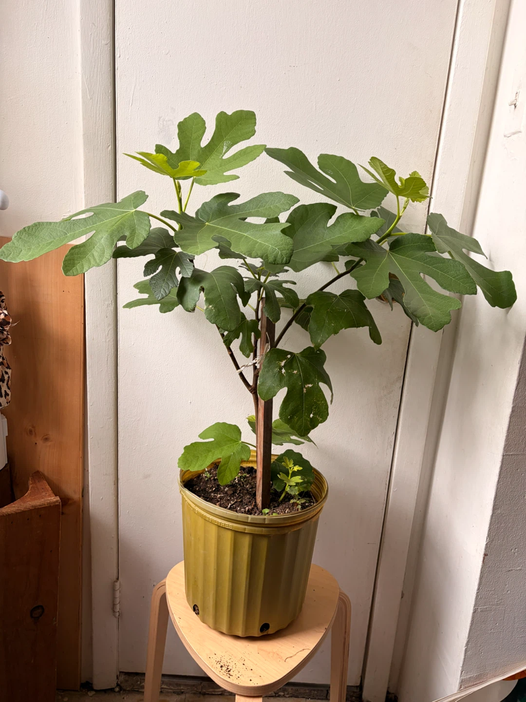 Fig tree live plant