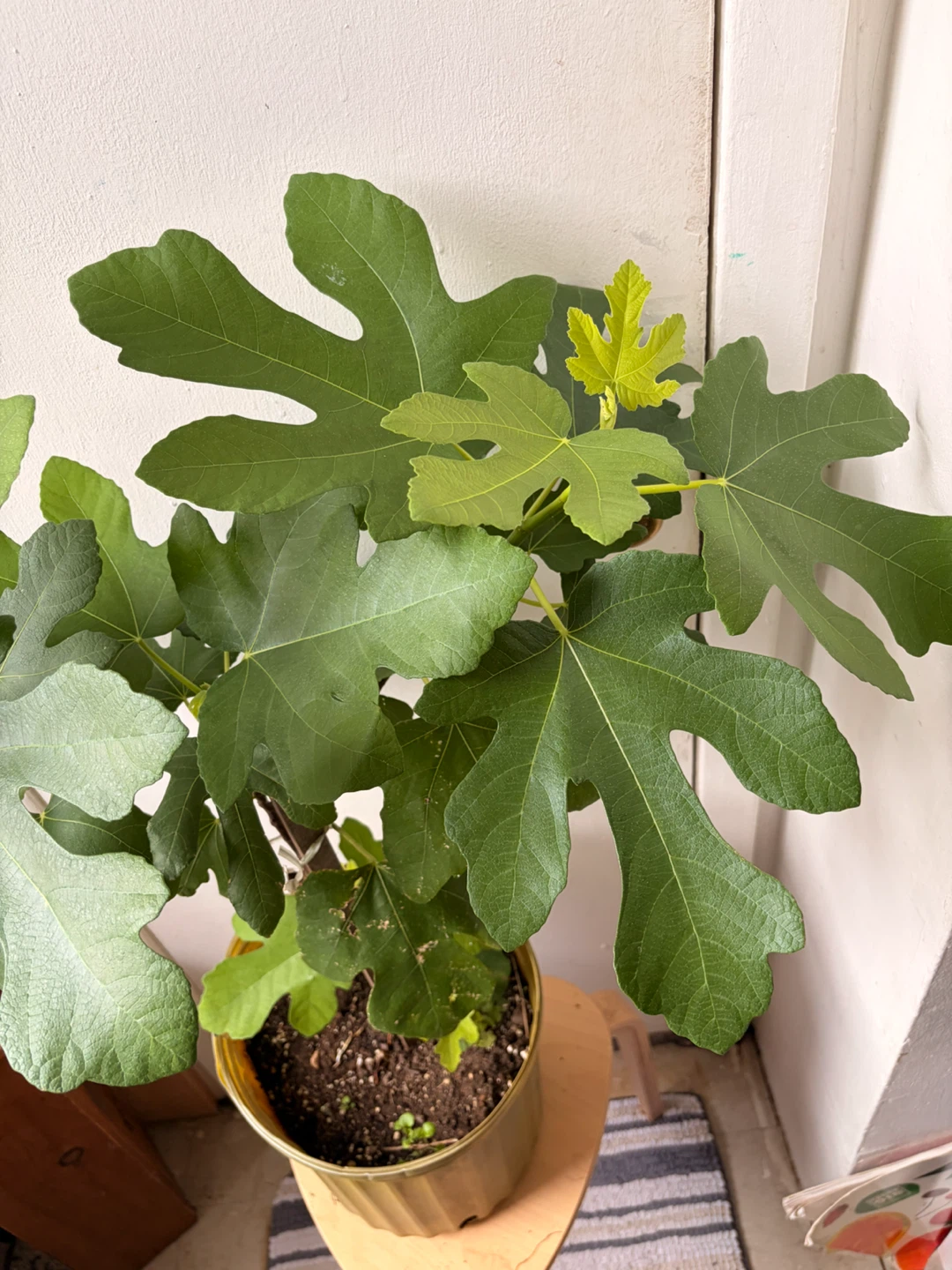 Fig tree live plant - photo 2