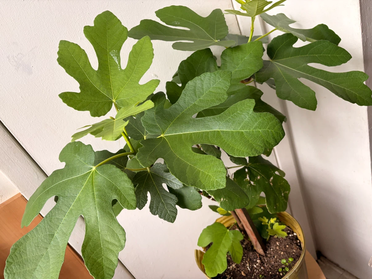 Fig tree live plant - photo 3