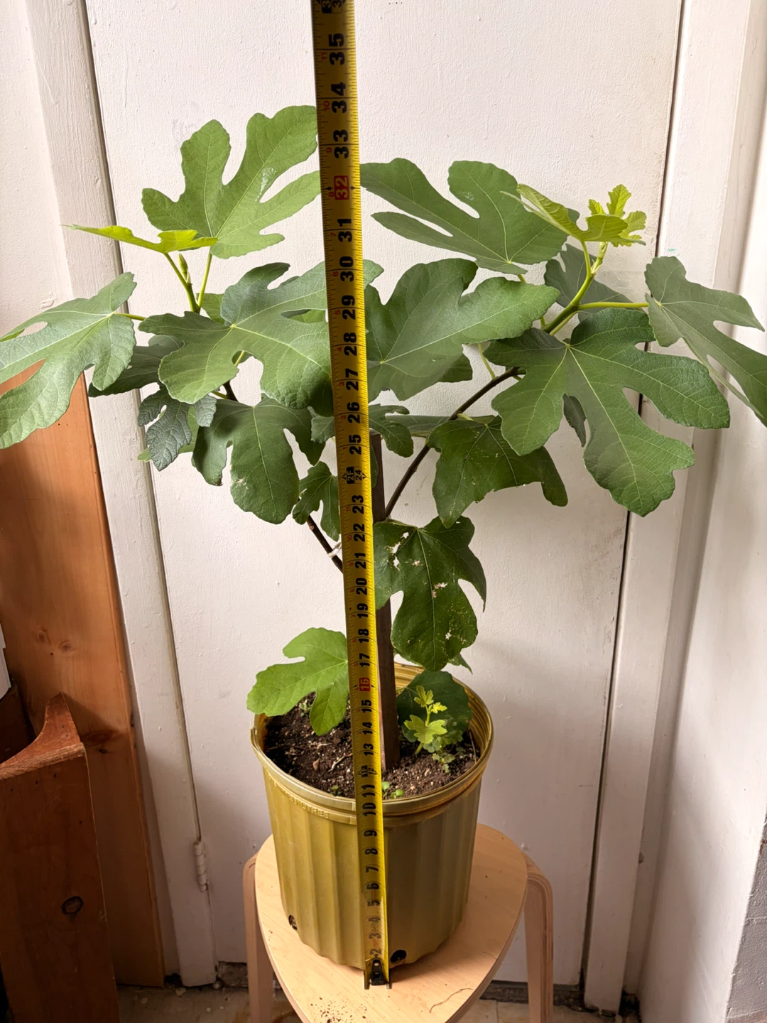 Fig tree live plant - photo 4