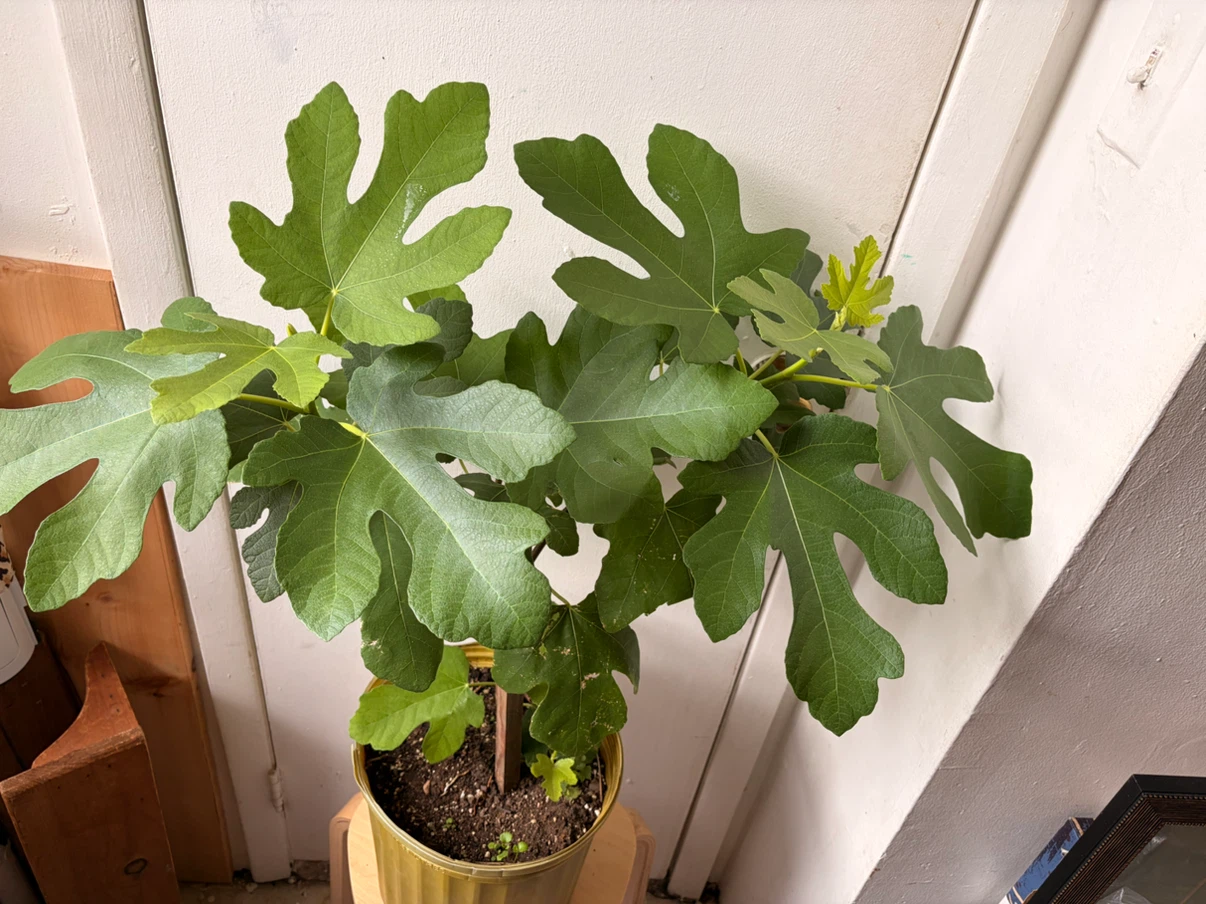 Fig tree live plant - photo 5