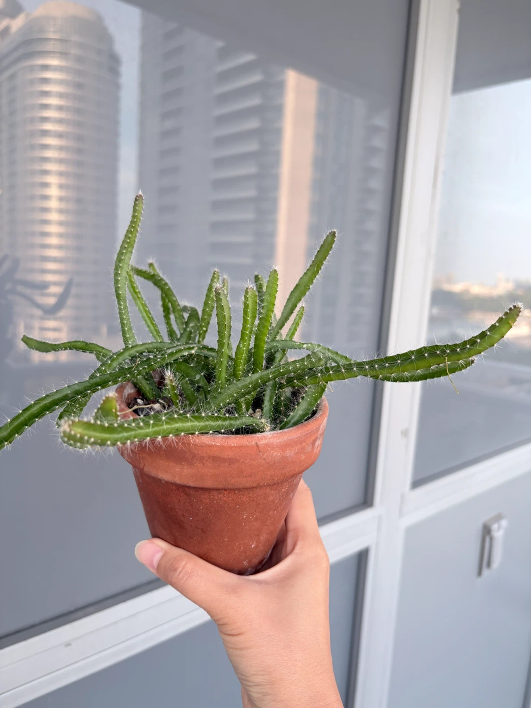 Dragon Fruit Cactus Plant in Terracotta Pot