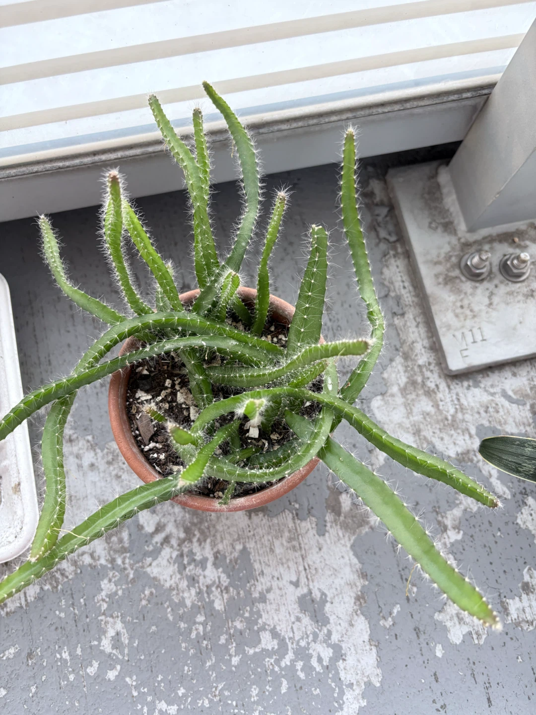 Dragon Fruit Cactus Plant in Terracotta Pot - photo 2