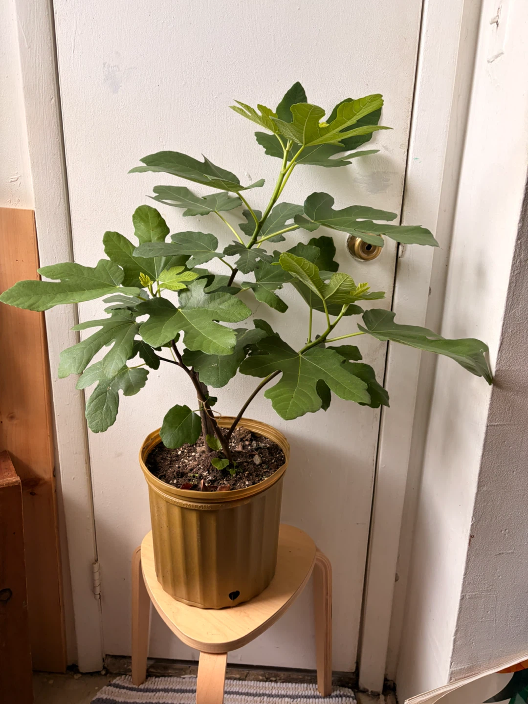 Fig tree live plant