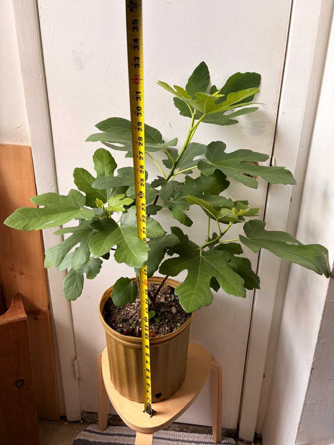 Fig tree live plant - photo 2